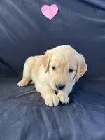 Female 1, a female Golden Retriever for sale in North Port, FL – Photo 4 of 6