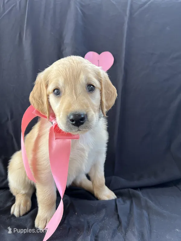 Female 1 – Golden Retriever puppy for sale in North Port, FL