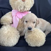 Female 1, a female Golden Retriever for sale in North Port, FL – Photo 5 of 6