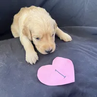 Female 1, a female Golden Retriever for sale in North Port, FL – Photo 6 of 6