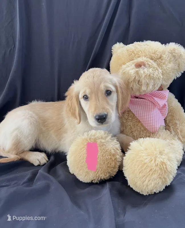 Female 1 – Golden Retriever puppy for sale in North Port, FL