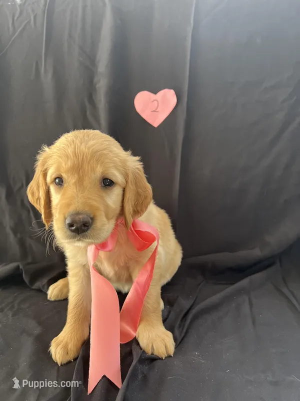 Female 2 – Golden Retriever puppy for sale in North Port, FL