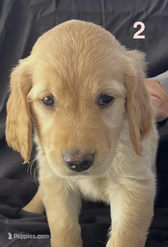 Female 2 – Golden Retriever puppy for sale in North Port, FL