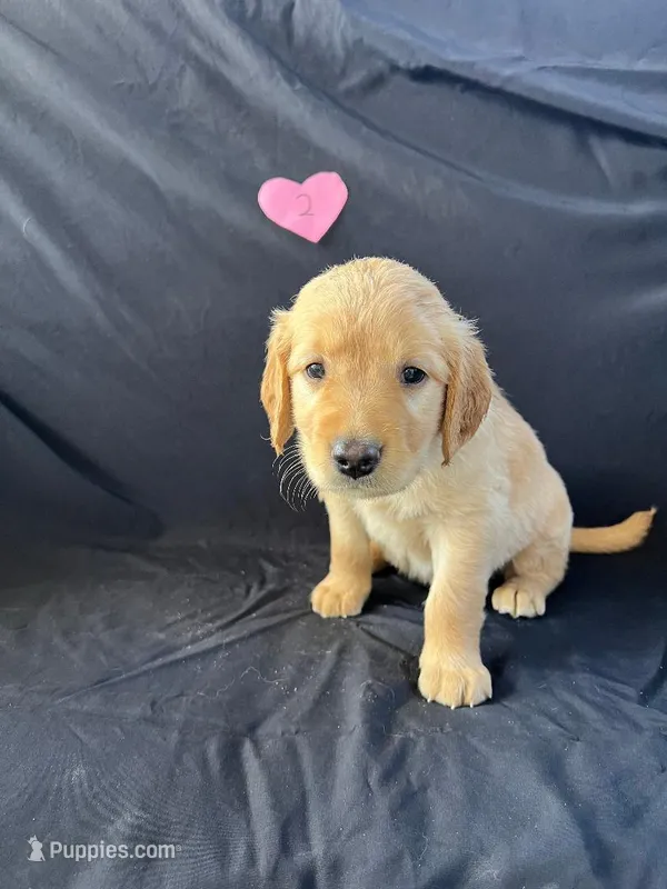 Female 2 – Golden Retriever puppy for sale in North Port, FL