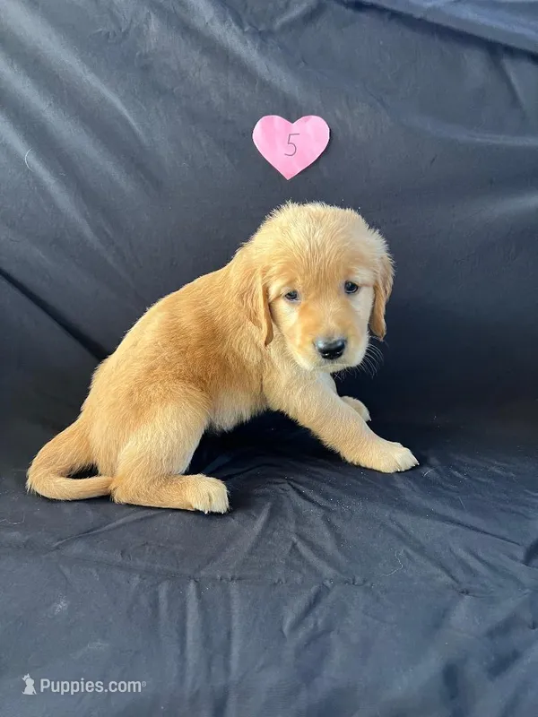 Female 5 – Golden Retriever puppy for sale in North Port, FL