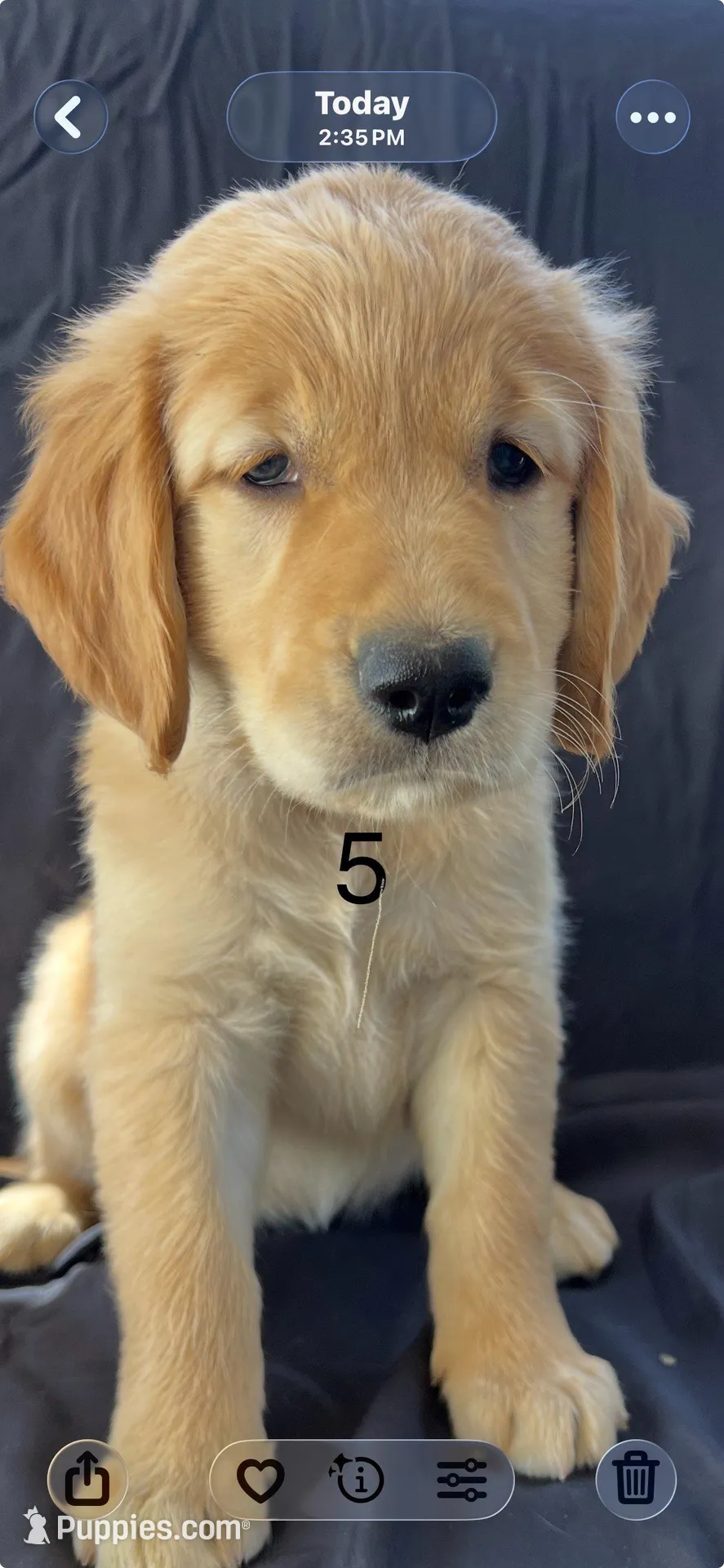 Female 5 – Golden Retriever puppy for sale in North Port, FL