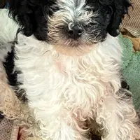 Number 1=, a male Aussiedoodle and Poodle - Miniature  for sale in Kingsport, TN – Photo 1 of 3