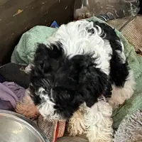 Number 1=, a male Aussiedoodle and Poodle - Miniature  for sale in Kingsport, TN – Photo 3 of 3