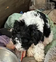 Number 1=, a male Aussiedoodle and Poodle - Miniature  for sale in Kingsport, TN – Photo 3 of 3