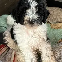 Number 1=, a male Aussiedoodle and Poodle - Miniature  for sale in Kingsport, TN – Photo 2 of 3