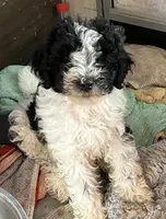 Number 1=, a male Aussiedoodle and Poodle - Miniature  for sale in Kingsport, TN – Photo 2 of 3