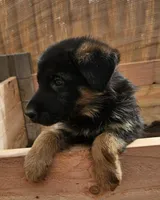 Queen, a female German Shepherd Dog for sale in Alpine, CA – Photo 3 of 3