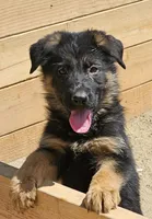 Queen, a female German Shepherd Dog for sale in Alpine, CA – Photo 1 of 3