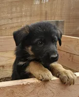Queen, a female German Shepherd Dog for sale in Alpine, CA – Photo 2 of 3