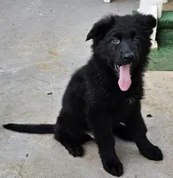 Gino, a male German Shepherd Dog for sale in Alpine, CA – Photo 8 of 9