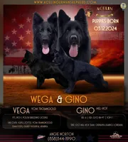 Gino, a male German Shepherd Dog for sale in Alpine, CA – Photo 2 of 9