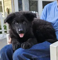 Gino, a male German Shepherd Dog for sale in Alpine, CA – Photo 9 of 9