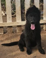 Gino, a male German Shepherd Dog for sale in Alpine, CA – Photo 1 of 9