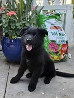 Gino, a male German Shepherd Dog for sale in Alpine, CA – Photo 6 of 9