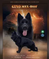 Gino, a male German Shepherd Dog for sale in Alpine, CA – Photo 4 of 9