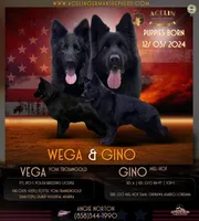 Gia, a female German Shepherd Dog for sale in Alpine, CA – Photo 2 of 2