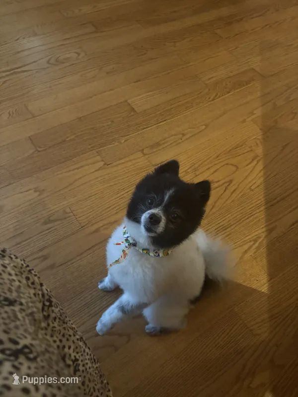 Papa – Pomeranian puppy for sale in Chicago, IL