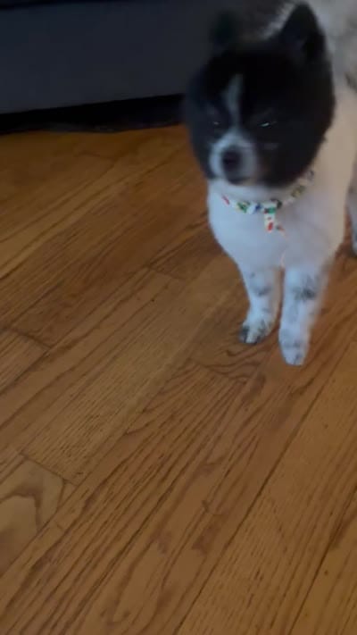 Papa, a male Pomeranian for sale in Chicago, IL – 5 of 5