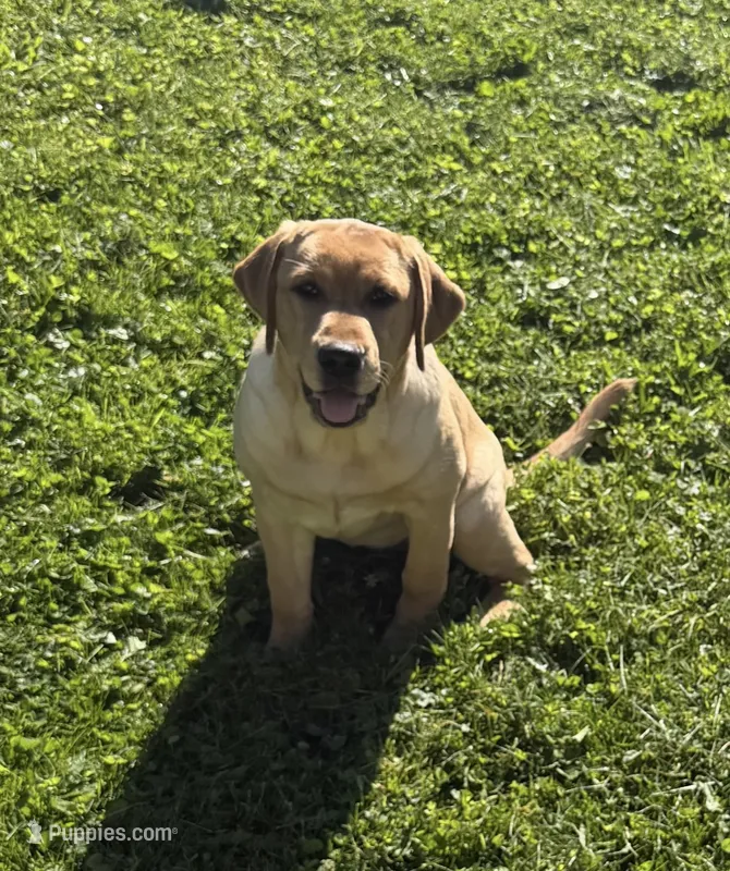 princess – Labrador Retriever puppy for sale in Butler, PA