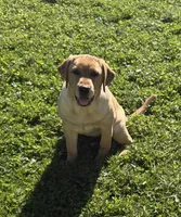 princess, a female Labrador Retriever for sale in Butler, PA – 1 of 3