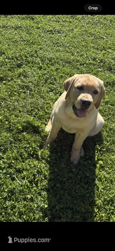 bean – Labrador Retriever puppy for sale in Butler, PA