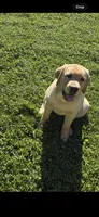 bean, a male Labrador Retriever for sale in Butler, PA – 1 of 3