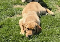 princess, a female Labrador Retriever for sale in Butler, PA – 2 of 3