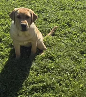 princess, a female Labrador Retriever for sale in Butler, PA – 3 of 3
