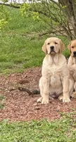 bean, a male Labrador Retriever for sale in Butler, PA – 3 of 3