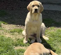 bean, a male Labrador Retriever for sale in Butler, PA – 2 of 3