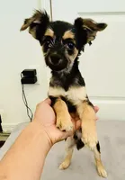 Jack , a male Border Terrier for sale in Colton, CA – 5 of 10