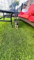 Jack , a male Border Terrier for sale in Colton, CA – 8 of 10