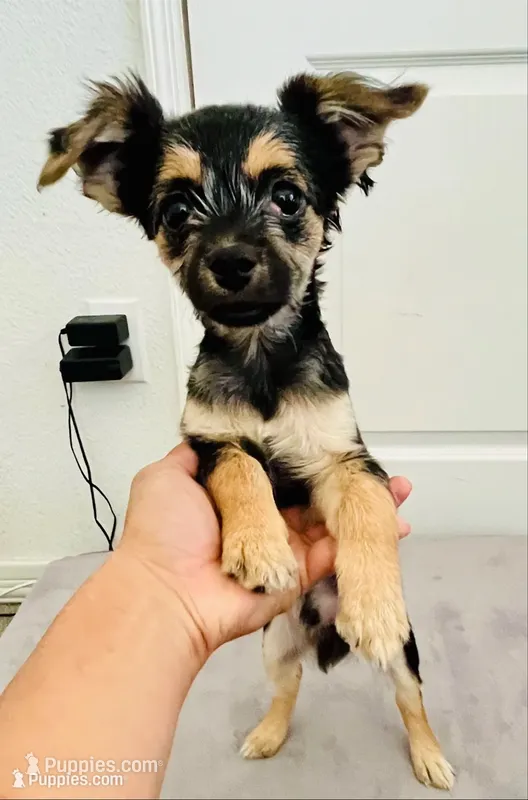 Jack  – Border Terrier puppy for sale in Colton, CA
