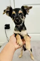Jack , a male Border Terrier for sale in Colton, CA – 1 of 10