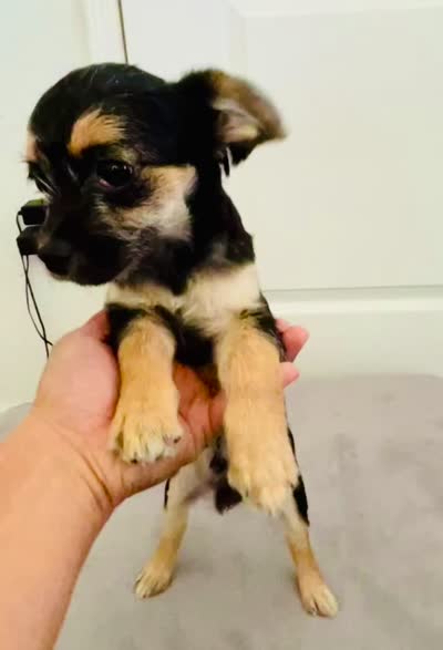 Jack , a male Border Terrier for sale in Colton, CA – 3 of 10