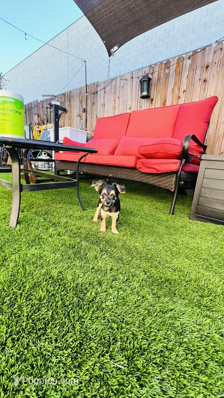 Jack  – Border Terrier, Maltipoo puppy for sale in Colton, CA