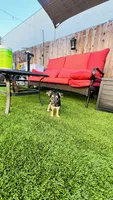 Jack , a male Border Terrier for sale in Colton, CA – 2 of 10