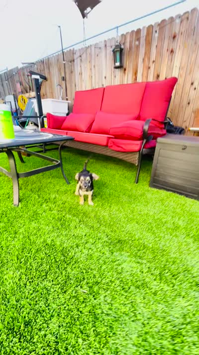 Jack , a male Border Terrier for sale in Colton, CA – 10 of 10