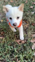 Tommy, a male Shiba Inu for sale in Fairfax, VA – 2 of 4