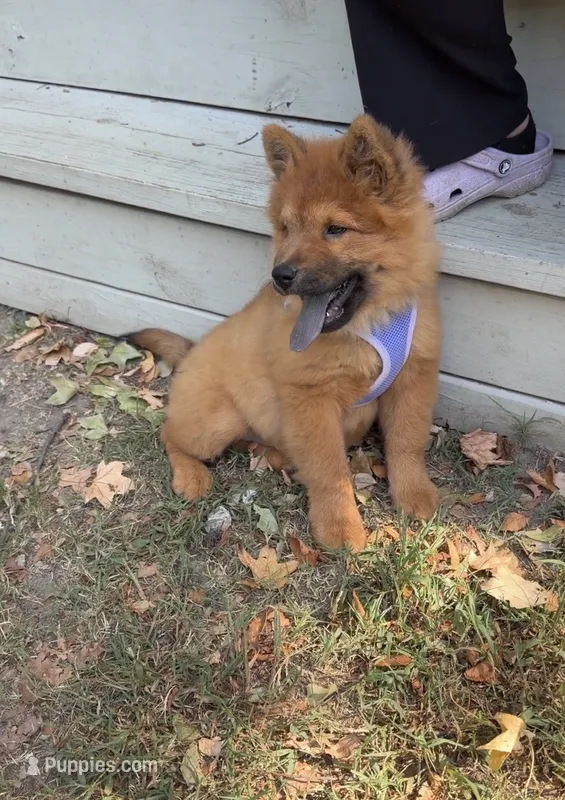 Brownie – Chow Chow puppy for sale in Fairfax, VA