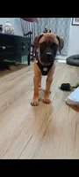 Buddy, a male Bullmastiff for sale in Virginia Beach, VA – 1 of 5
