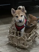 Rusty, a male Shiba Inu for sale in Virginia Beach, VA – 4 of 4