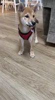 Rusty, a male Shiba Inu for sale in Virginia Beach, VA – 3 of 5