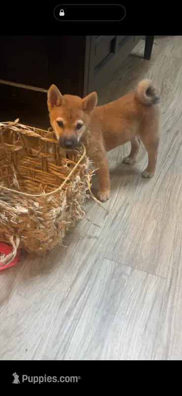 Tito – Shiba Inu puppy for sale in Virginia Beach, VA