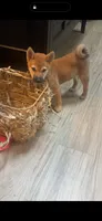 Tito, a male Shiba Inu for sale in Virginia Beach, VA – 1 of 4